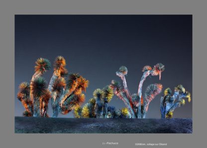 Cactus au Mexique de nuit éclairé de multiple couleurs