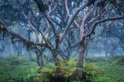 Photographie de voyage, forêt humide au Galapagos