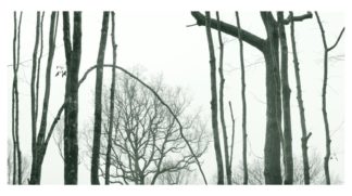 Photographie d'Art, forêt, série Hivert n°3